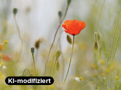 25 Jahre Weblication®